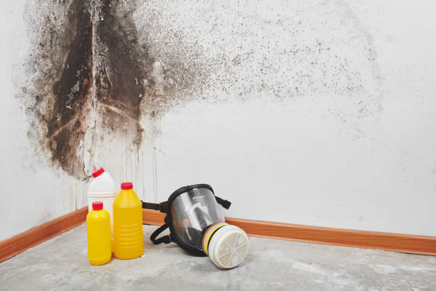 Best Fast Mold Removal  in Palmetto Estates, FL