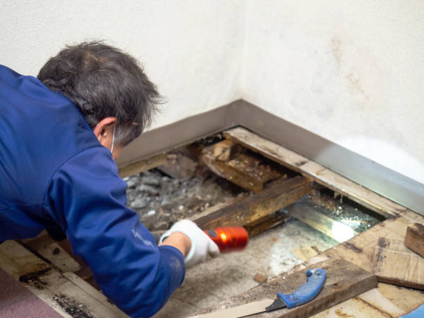 Best Best Mold Removal Companies  in Palmetto Estates, FL