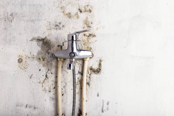 Best Local Mold Removal Service  in Palmetto Estates, FL