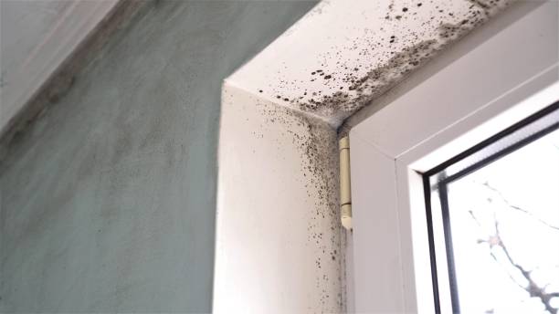 Mold Testing and Removal in Palmetto Estates, FL