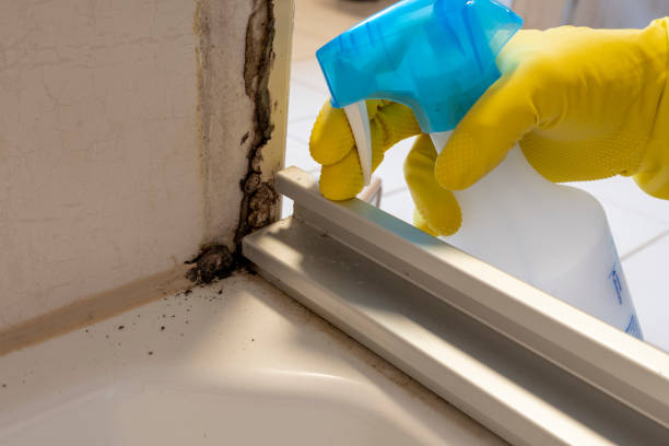 Best Mold Removal and Inspection  in Palmetto Estates, FL
