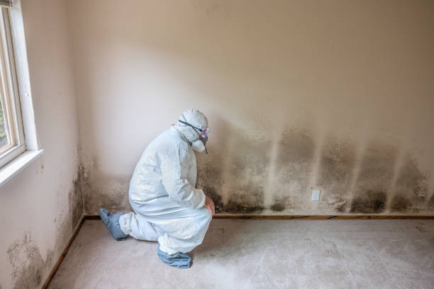 Best Office Mold Removal Services  in Palmetto Estates, FL
