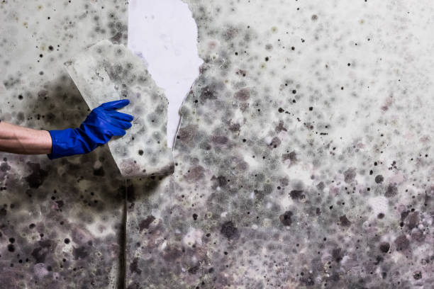 Best Certified Mold Removal  in Palmetto Estates, FL